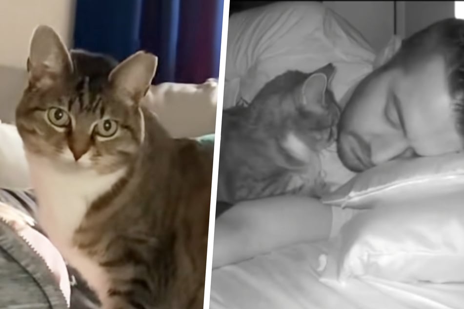 Katze Minnie kuschelt gern mit ihrem Besitzer Nick Filippou (34).