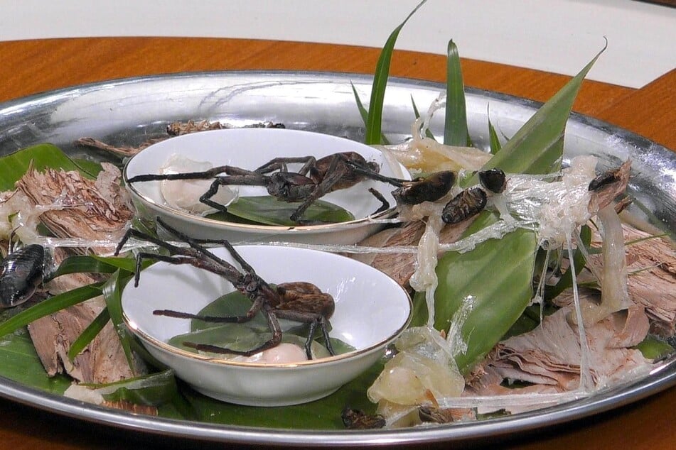 Diese Hundsmanspinnen müssen gegessen werden.