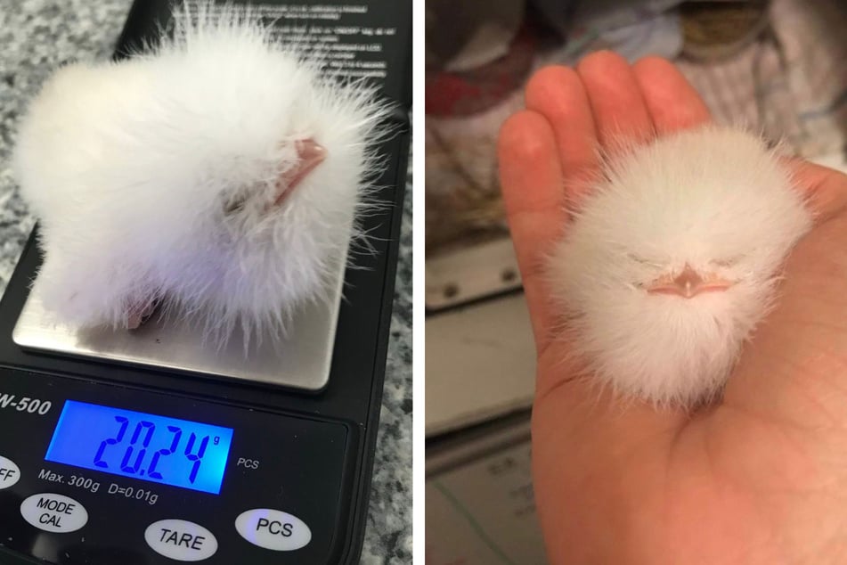 This baby bird weighed less than an ounce.