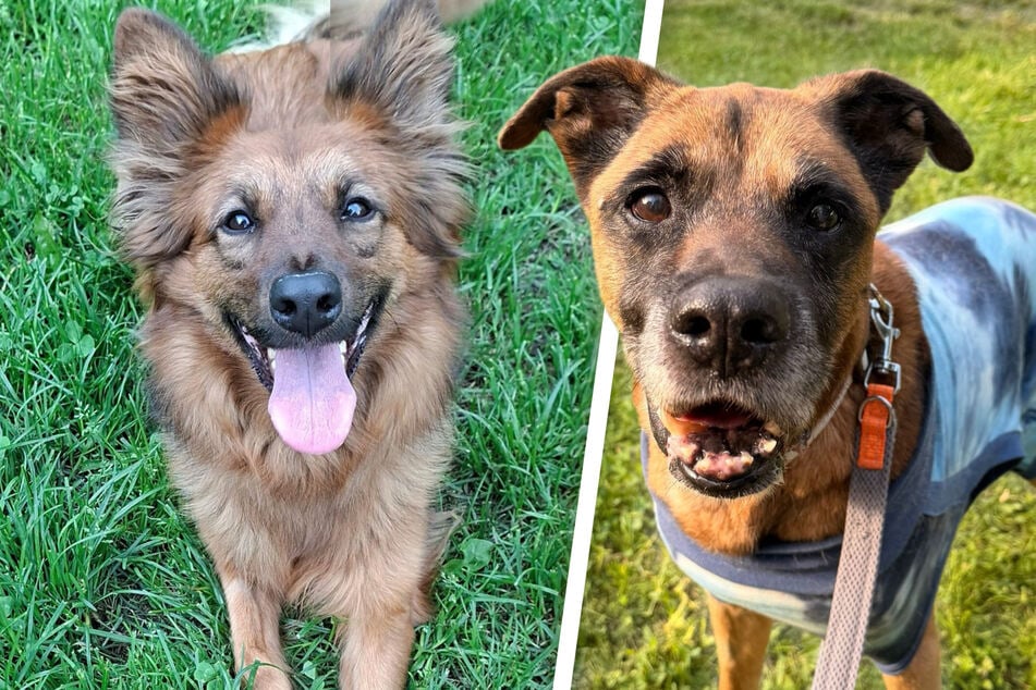 Zwei Hunde, ein Wunsch: Everest und Bolle wollen endlich raus aus dem Tierheim