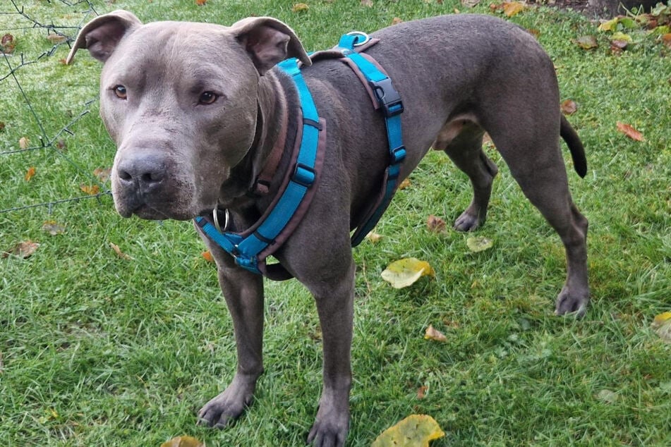 American-Staffordshire-Pitbull-Terrier-Mischling Ice aus dem Hamburger Tierheim sucht ein tolles Zuhause.