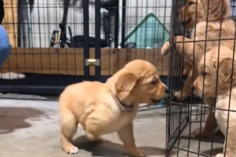 Dem niedlichen Golden-Retriever-Mädchen Cow fehlt die rechte Vorderpfote. Warum, ist unklar.