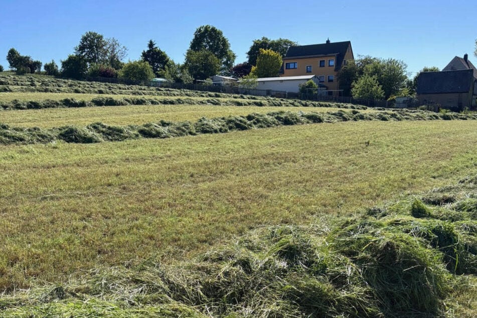Auf dieser Wiese in Lichtenau passierte an Pfingsten das Unglück. Bei Mäharbeiten kamen elf junge Rehe ums Leben.