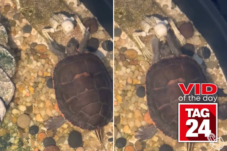 This adorable turtle was caught trying to wake up his underwater "friend."