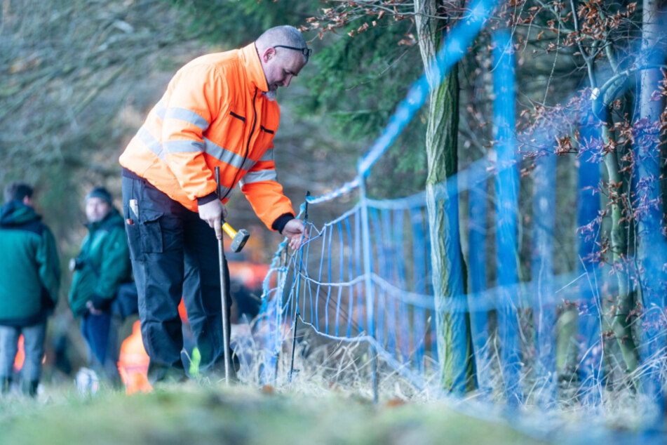 Abwehrmaßnahme: Elektrischer Strom und Duftstoffe sollen Wildschweine in ihrer Wanderungsbewegung lenken und das Virus von Sachsen fernhalten.