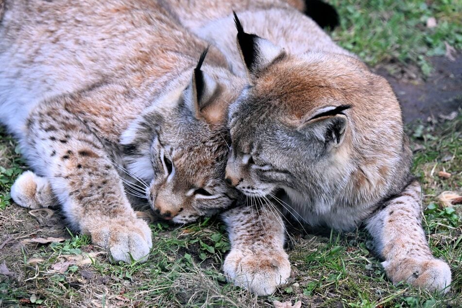 Die beiden sind ein Herz und eine Seele.