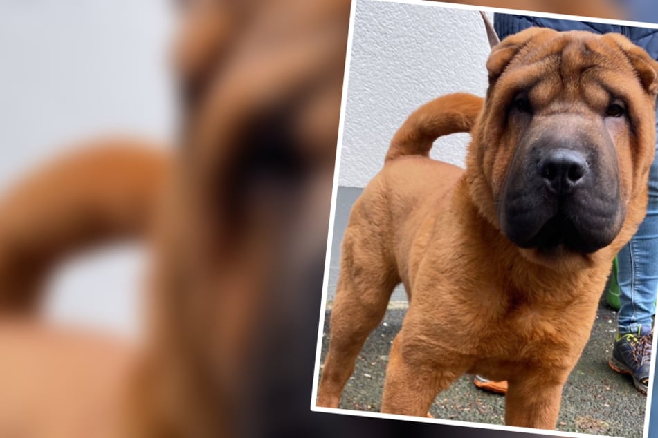 Tierheim sauer auf allergischen Ex-Besitzer: Hund Buck "ohne Sinn und Verstand" angeschafft