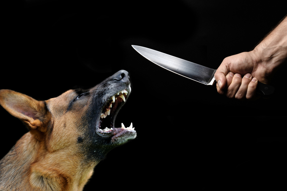 A Scottish musician stabbed his dog with a kitchen knife and prophesized that the world would end in two days (stock image, collage).