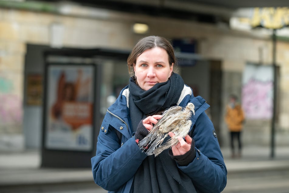 Taubenschützerin Marta Broll (43) mit einer vertrockneten Taube, die von der Straßenbahn-Leitung heruntergefallen ist.