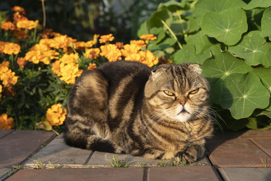 Domestic shorthairs, or tabbies, are the most common, and therefore fattest, cat breeds.