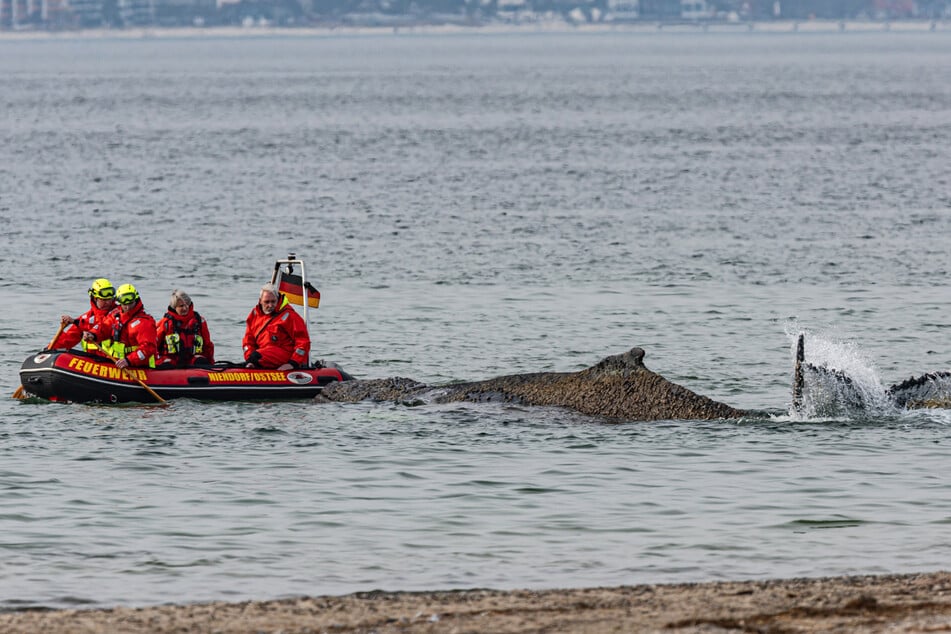Alle Rettungsversuche scheiterten bislang.