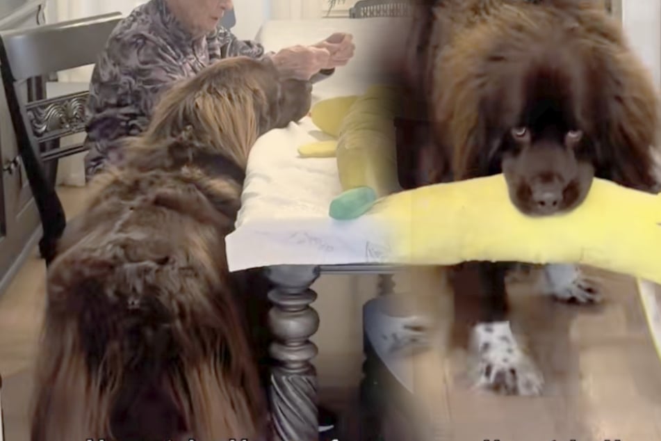 Spielzeug von Neufundländer geht kaputt: Zu wem er deswegen eilt, lässt Herzen schmelzen