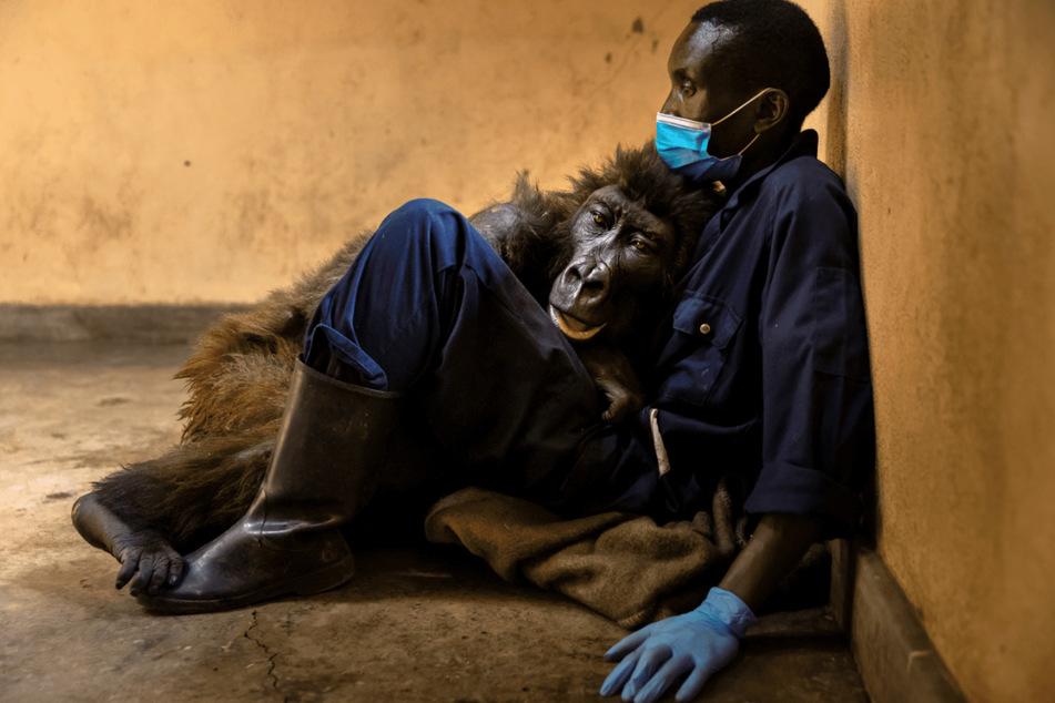 Das sterbende Berggorilla-Weibchen Ndakasi liegt in den Armen ihres Pflegers Andre Bauma.
