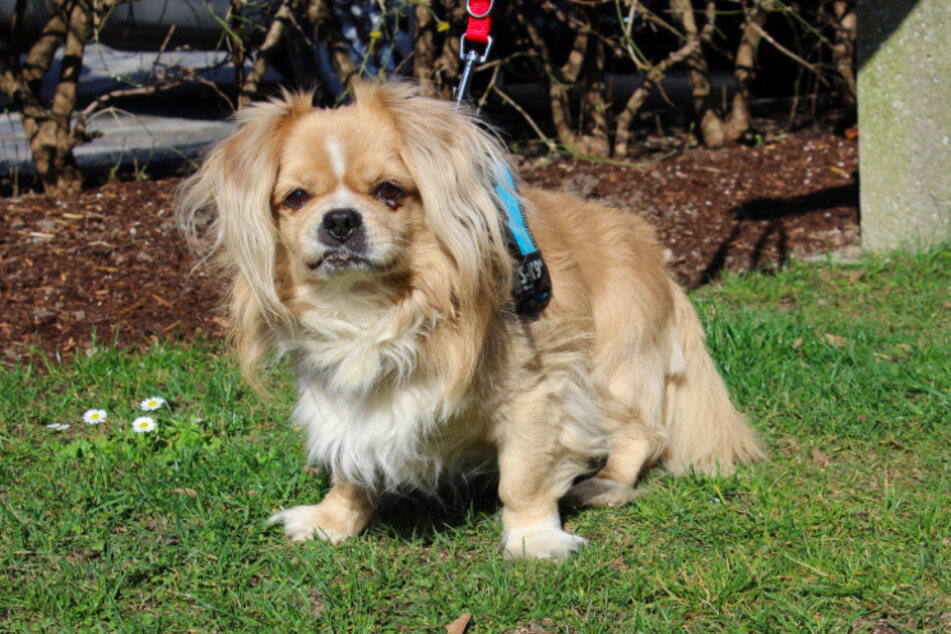 Tibet Spaniel Silvester.