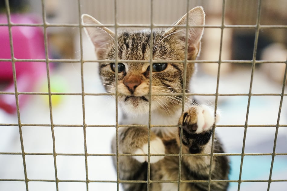 Vor allem die Tierheime erleben das Ausmaß der verschiedensten Tierquälereien hautnah mit. (Symbolfoto)