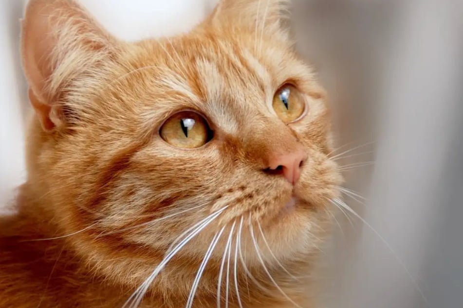 Der Vierbeiner hat seine Eigenheiten. Er braucht unbedingt Freigang, um rennen und entdecken zu können.