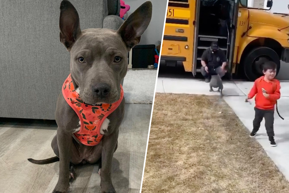 Dog develops adorable relationship with school bus driver!