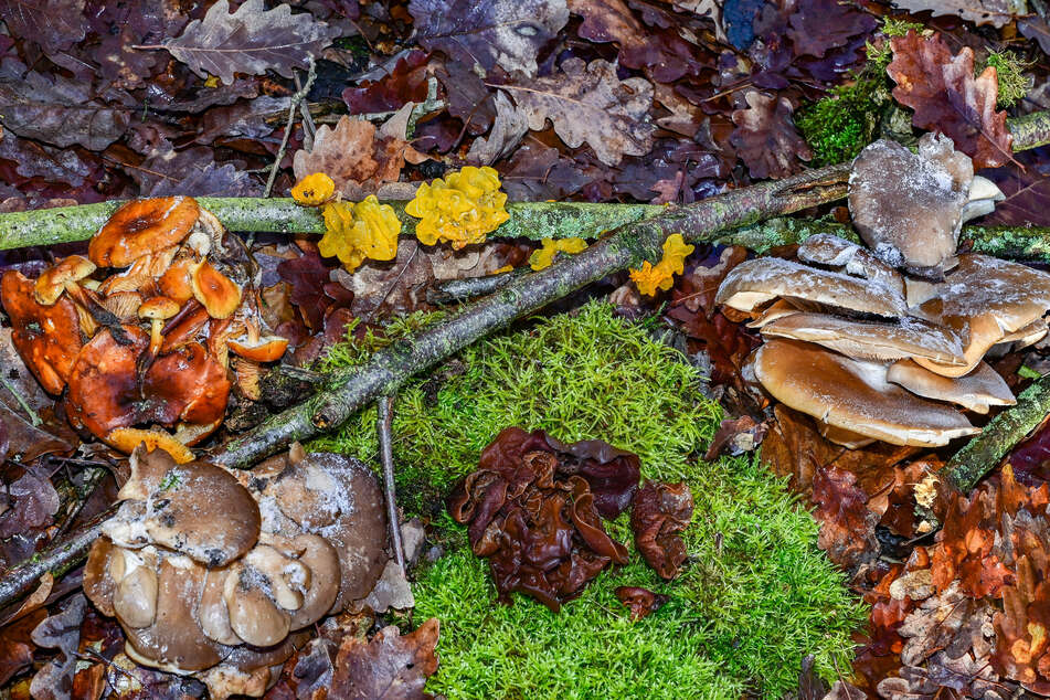 Pilze sammeln in NRW: Diese Regeln gelten immer - zehn Arten sind tödlich giftig!