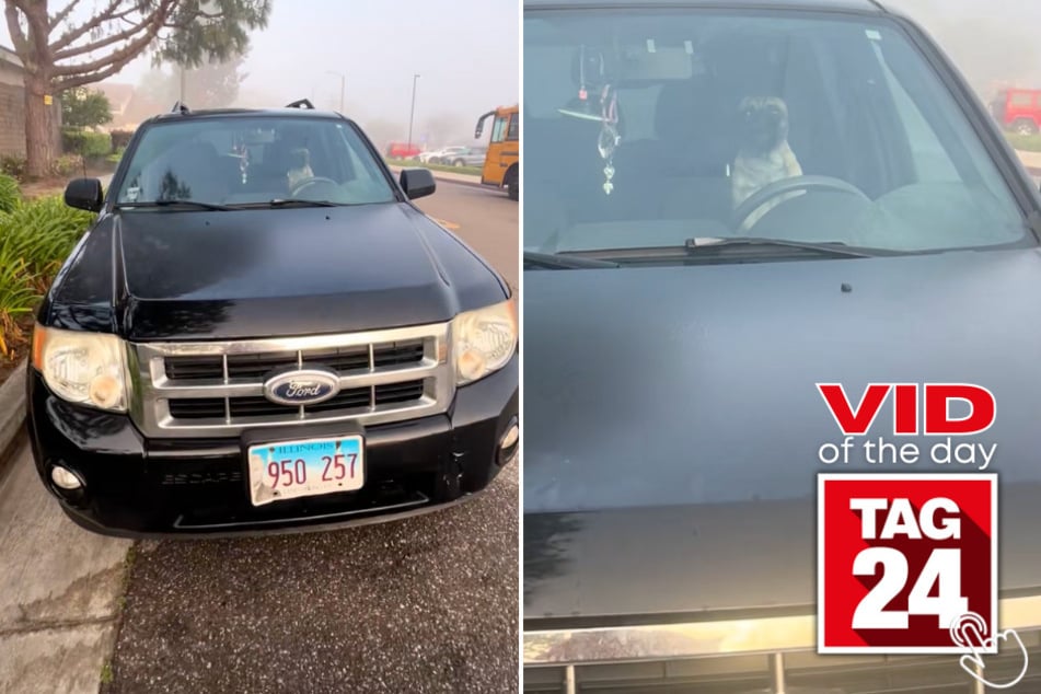 Move over, humans – this pug's road rage is next level!