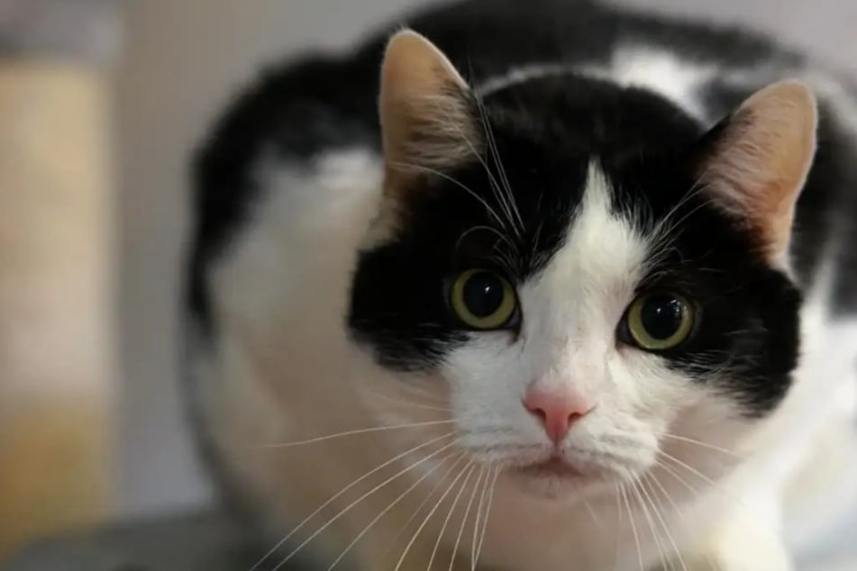 Selbstbewusster Kater mit Gewichtsproblemen: Wer schenkt Manni ein Zuhause?