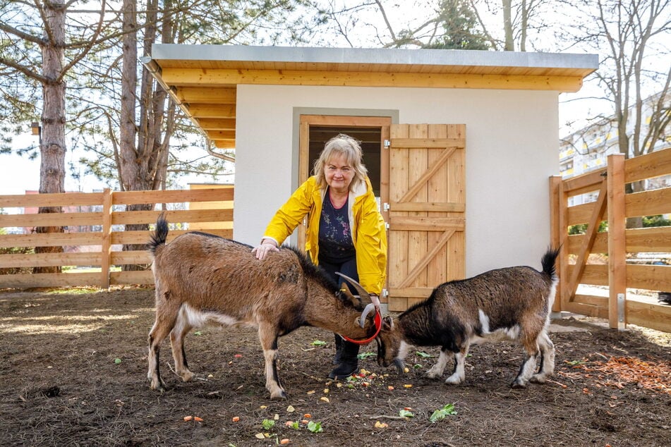 Ehrenamtlerin Antje Ackermann (61) füttert die Ziegen im Minizoo des ASB-Heimes.