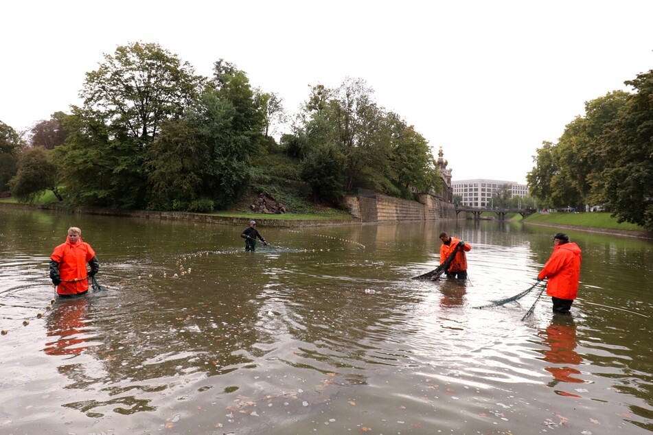Ab 8 Uhr wurde der Zwingerteich am Montagmorgen abgefischt.
