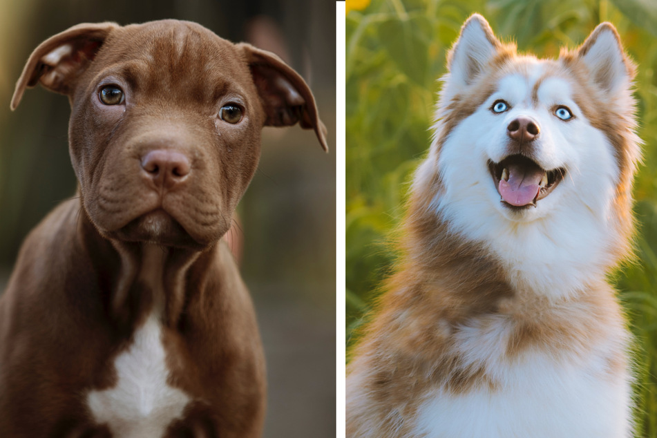 This howling dog was a mix between a Pitbull and a Siberian Husky (stock images).