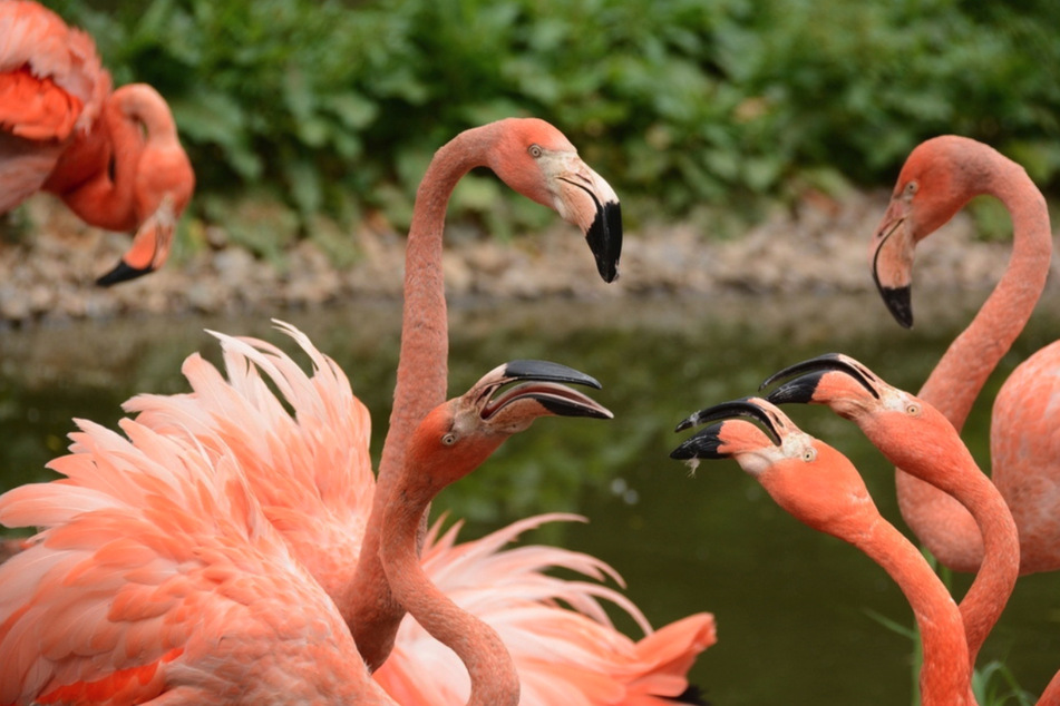 Die Flamingos blieben von der Vogelgrippe zunächst verschont.