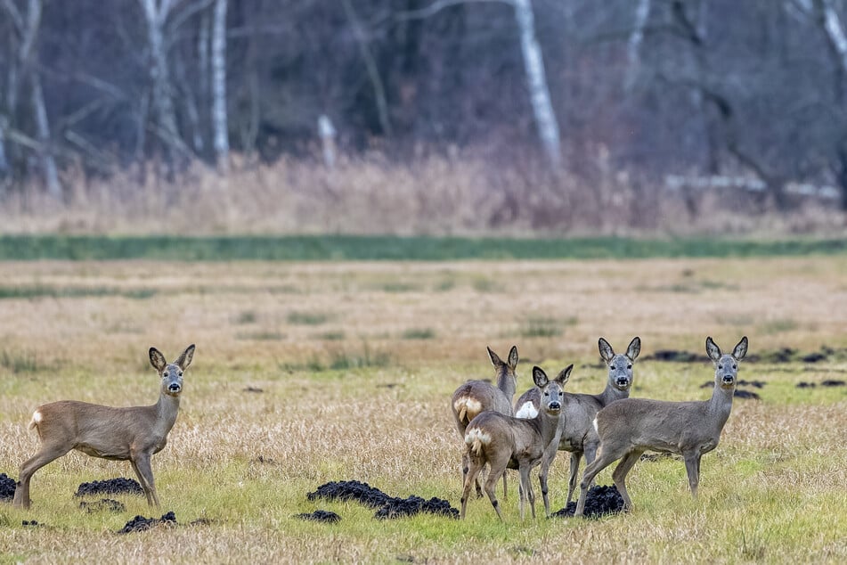 Die Tiere waren am Samstagvormittag unvermittelt auf die Straße gelaufen - der Biker (62) konnte einen Zusammenstoß nicht mehr verhindern. (Symbolbild)