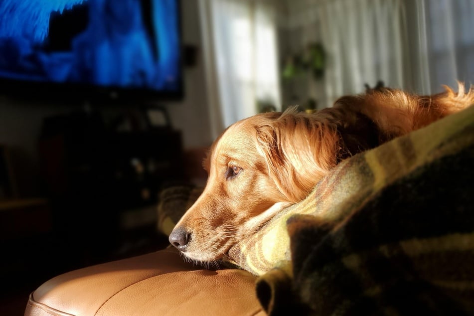 can dogs watch tv