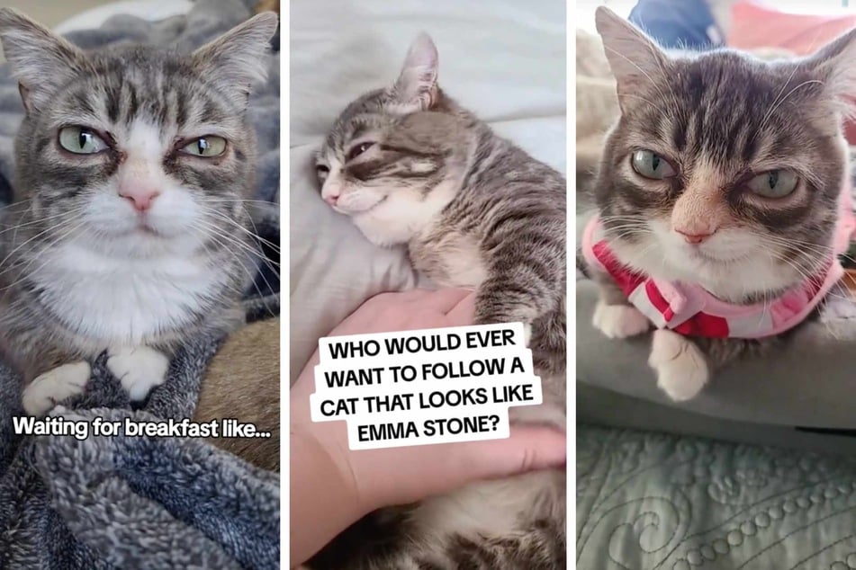This cat has gone viral for her A-list looks!