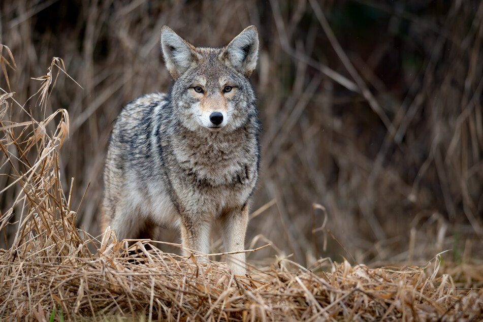 Coyotes belong to the genus of wolves and jackals.
