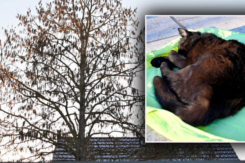 Strangulierte Katze hängt tot an Baum: "So etwas Krasses habe ich noch nie erlebt!"