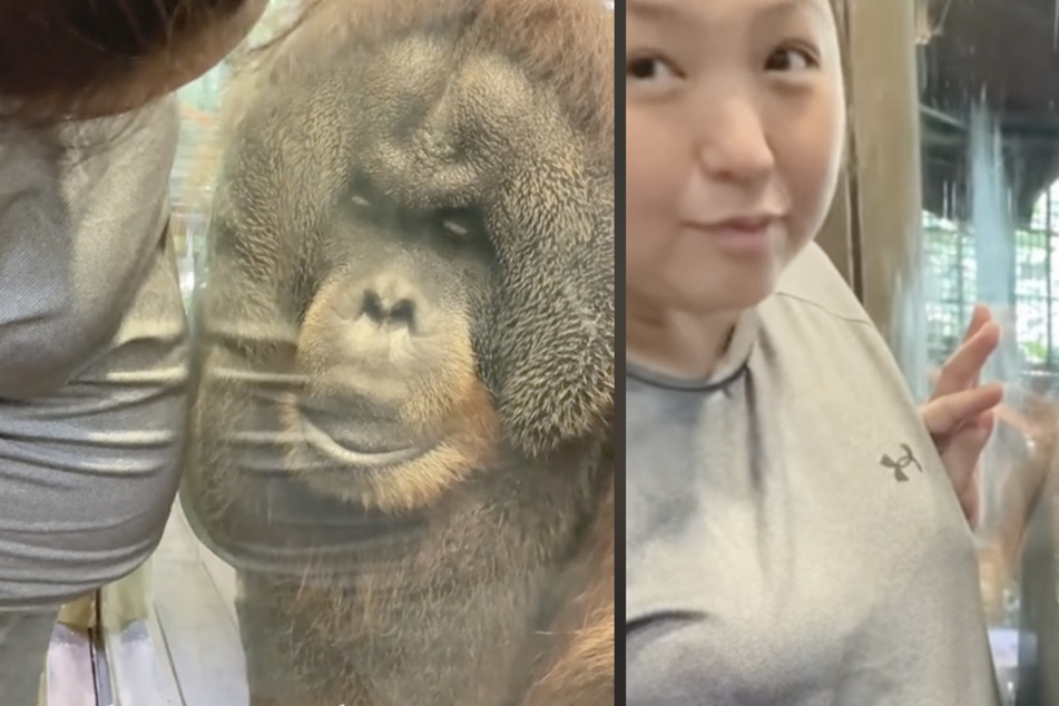 Charlie der Orang-Utan aus einem Zoo in Singapur interessierte sich ganz besonders für den Bauch einer Schwangeren.