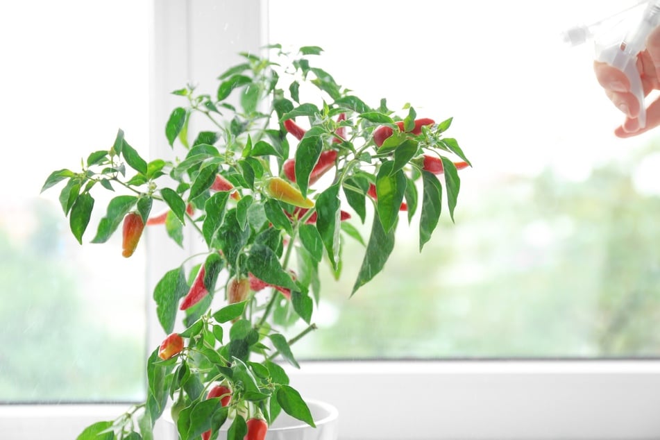 Mit den Früchten macht sich Chili als Zimmerpflanze ebenfalls gut.