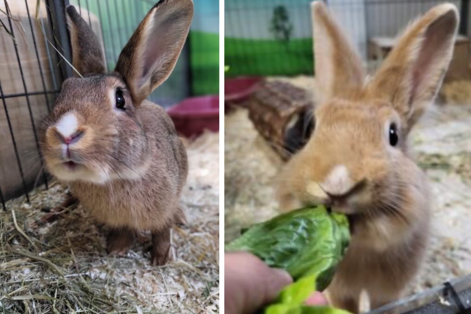 Toffi (l.) und Flash hoffen auf ein Zuhause mit viel Platz zum Hoppeln.