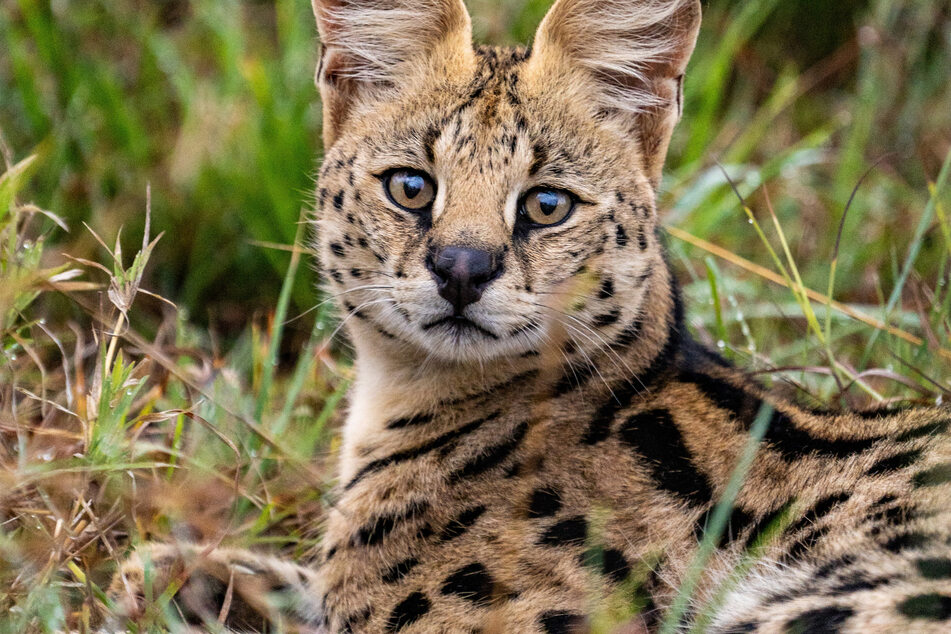 Servals are remarkable felines, and capable of jumping extraordinary heights and lengths.