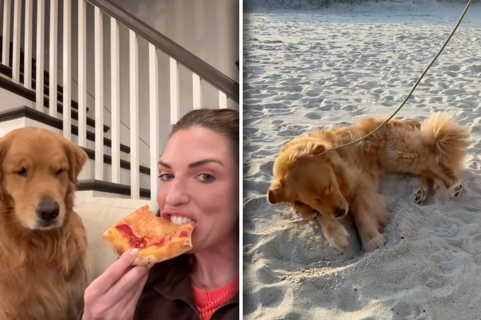 Geht der Humor von Wallys Besitzerin Julia hier zu weit? Vor seinen Augen verzehrt sie eine Pizza - Wally wirkt entsprechend gefrustet. Aber es geht auch anders. Ein Video von seinem Kurzurlaub zeigt einen glücklichen, verspielten Golden Retriever.