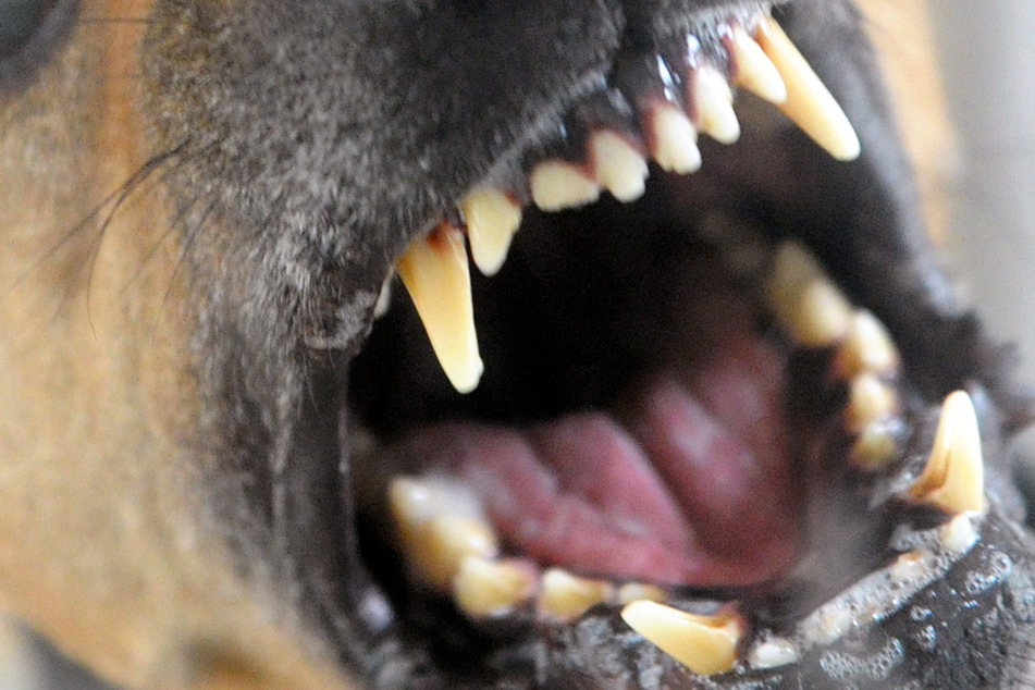 Spiel auf Hundeplatz eskaliert: Zwei Besitzer gebissen und schwer verletzt