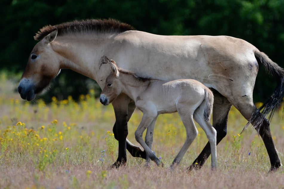 Hanauer Wildpferd-Herde geschrumpft: Zwei Tiere eingeschläfert