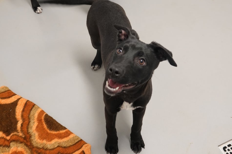 Süß, süßer, Alma! Wer kann solch einem Blick schon widerstehen?