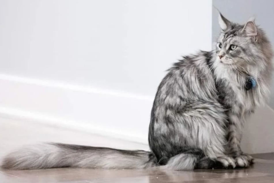 Altair Cygnus Powers holds the world record for longest cat tail ever.