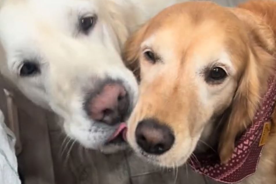 Golden Retriever Sadie (rechts) hat zwar noch traurige Augen. Doch dank der Liebe ihrer Artgenossen geht es ihr bereits deutlich besser.