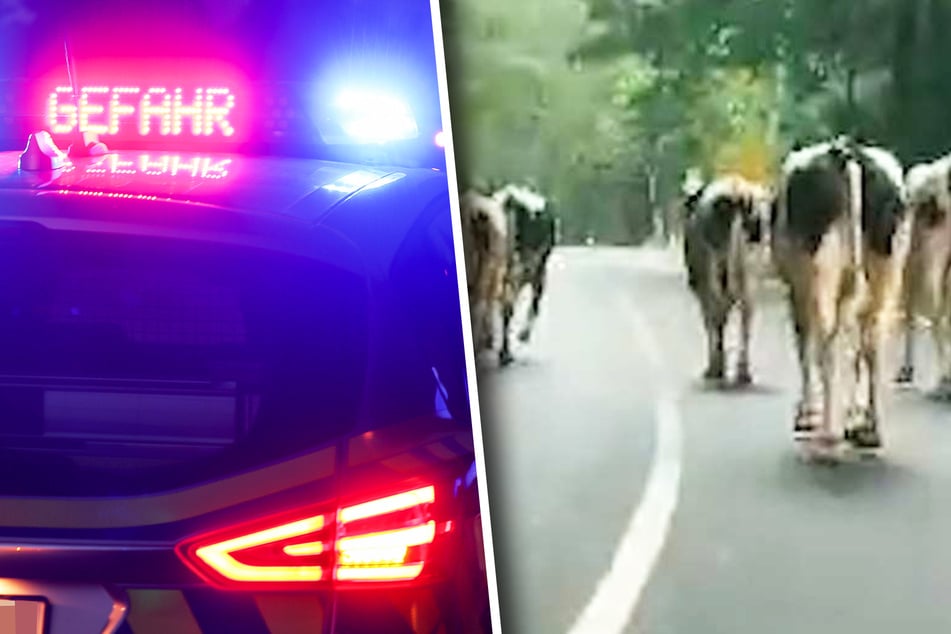 Bundesstraße gesperrt, Hubschrauber im Einsatz: Ausgebüxte Kühe halten die Polizei auf Trab