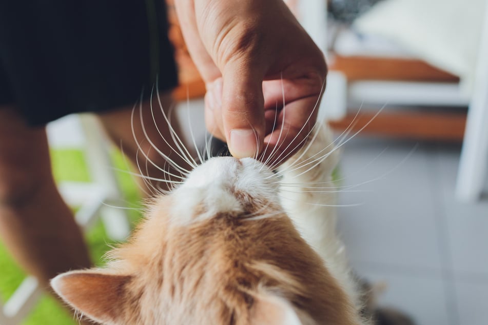 Katzen dürfen Blaubeeren gelegentlich fressen.