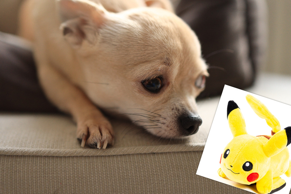 Is this animal cruelty? Owner turns his dog into Pikachu
