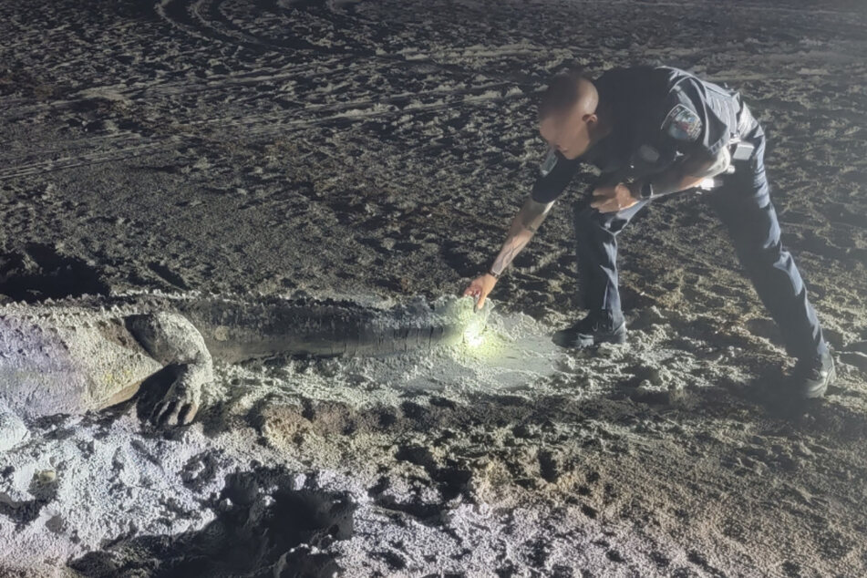 Aufregung am Strand: Tollkühner Polizist greift Alligator an den Schwanz