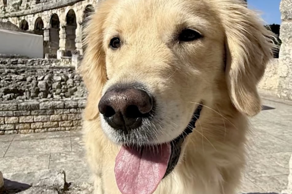 Je wärmer, desto schwärzer - wie hier im Rom-Urlaub. Golden Retriever Emma sorgt mit ihrer wandelbaren Nase für Staunen.