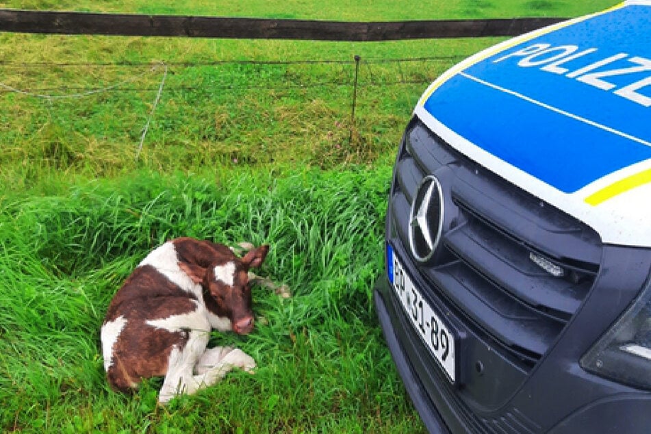 Das Kalb konnte leicht verletzt in der Nähe der Gleise gefunden werden.