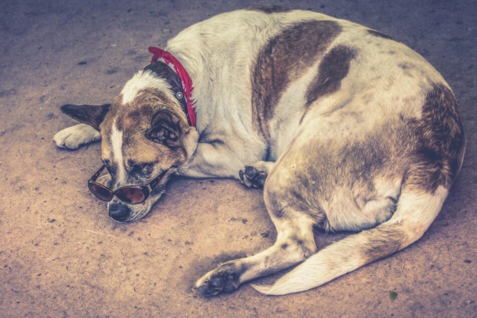 Spotted dogs are often caused by a genetic factor called merle.